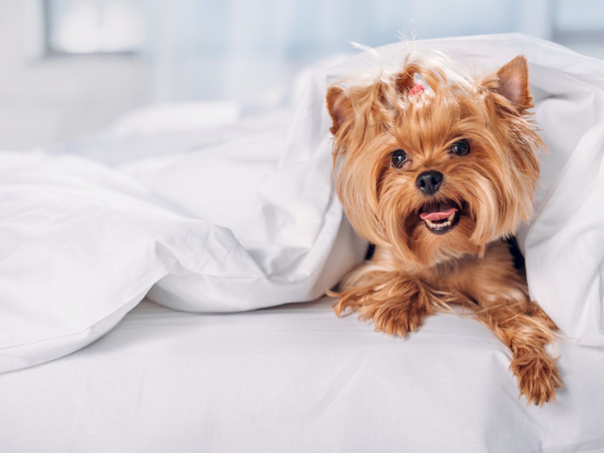 A small, fluffy dog is lying under white bedding, looking playful and content.